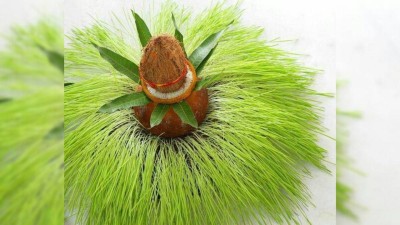 Navratri 2025: Meaning and importance of barley plantation in Hindu tradition
