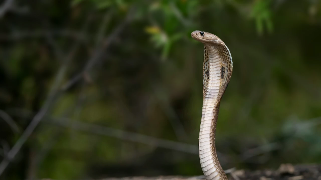 Late, the snake bit Reshma on her leg at night. (Photo credit: Unsplash)