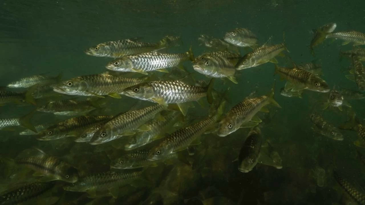 Rising lake temperatures threaten cold-water fish like Mahseer and trout in the Himalayas.