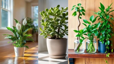 Diwali 2025: 8 perfect indoor plants to gift for harmony and happiness