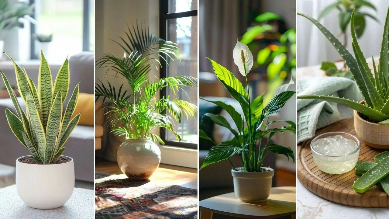 Best indoor plants for cleaner air