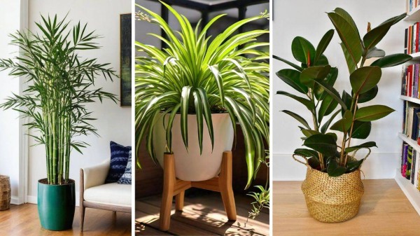 Best indoor plants for cleaner air
