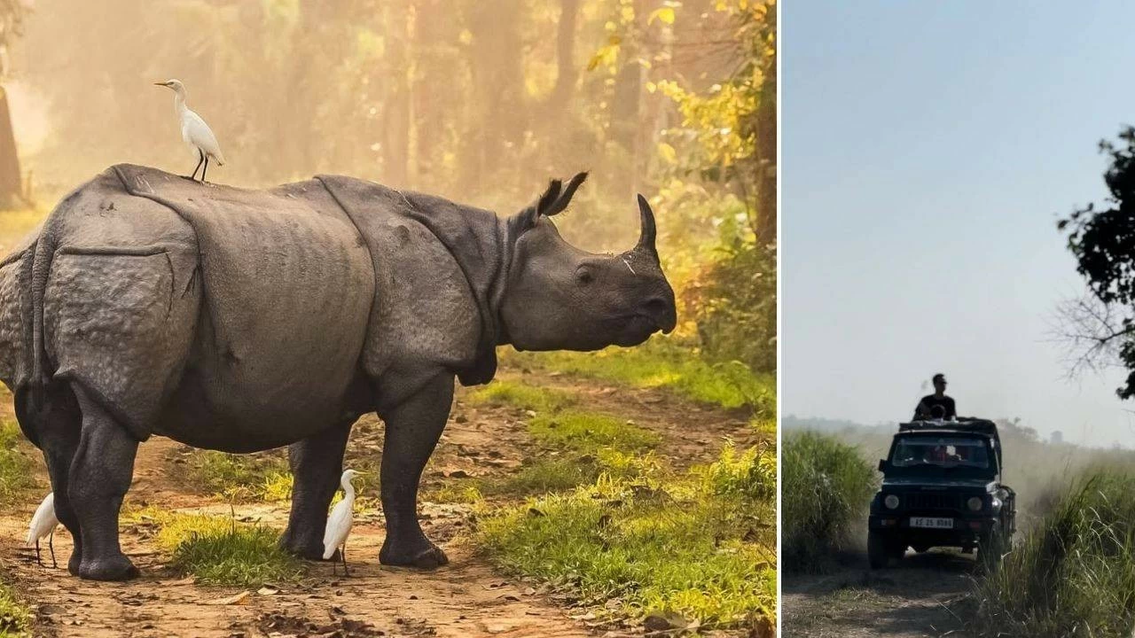 Pobitora Wildlife Sanctuary in November 2025: Best Things to do, Rhino safaris and birdwatching