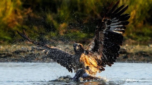 Pobitora Wildlife Sanctuary in November 2025: Best Things to do, Rhino safaris and birdwatching