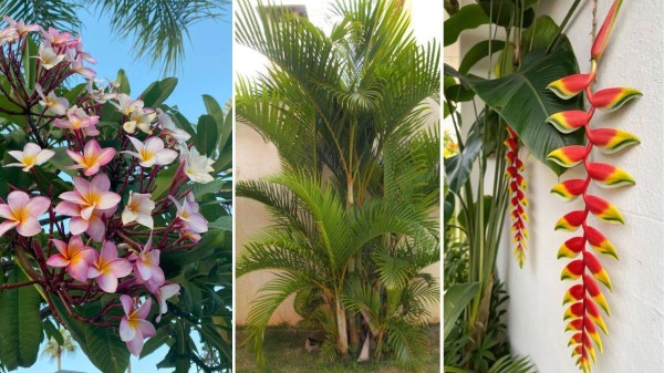 Transform your home garden into resort-style haven with these tropical plants