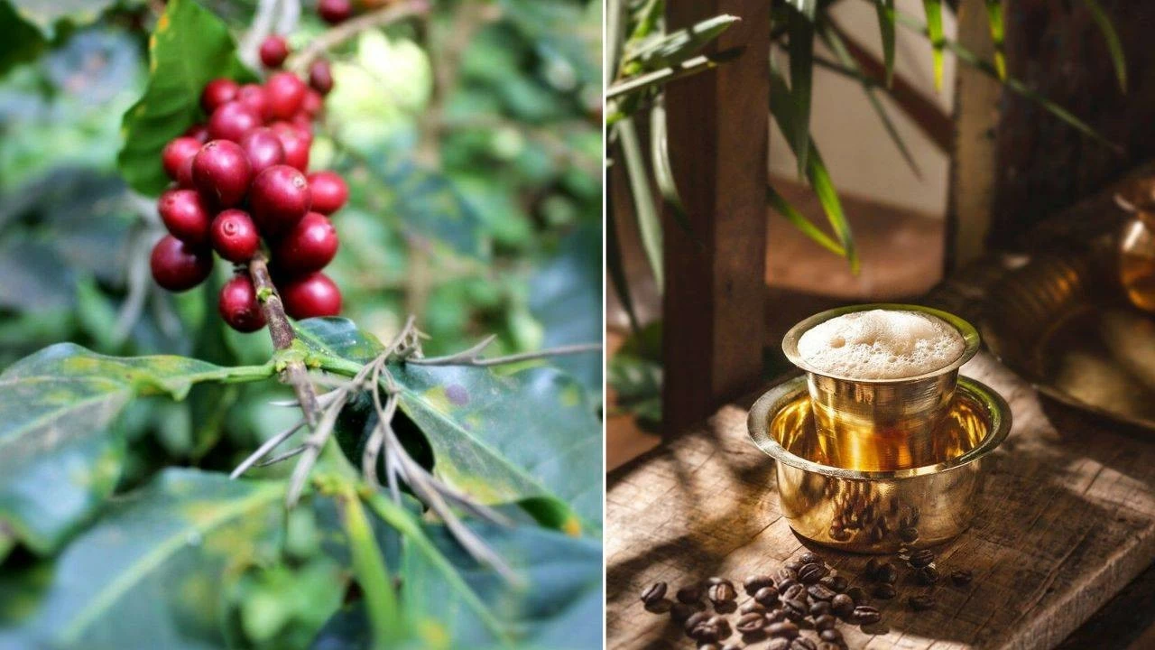 India’s finest coffees winning over world: Know names and their signature flavours