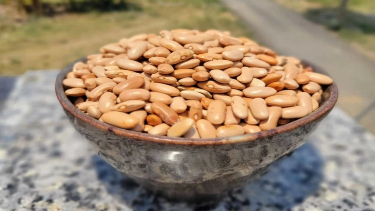 Back in the 1850s, an Englishman named Wilson settled in Harshil. He brought kidney bean seeds from England and began cultivating them in the cool climate and fertile soil of the region. Over time, this variety adapted beautifully to the Himalayan conditions and became Harshil’s signature crop. 