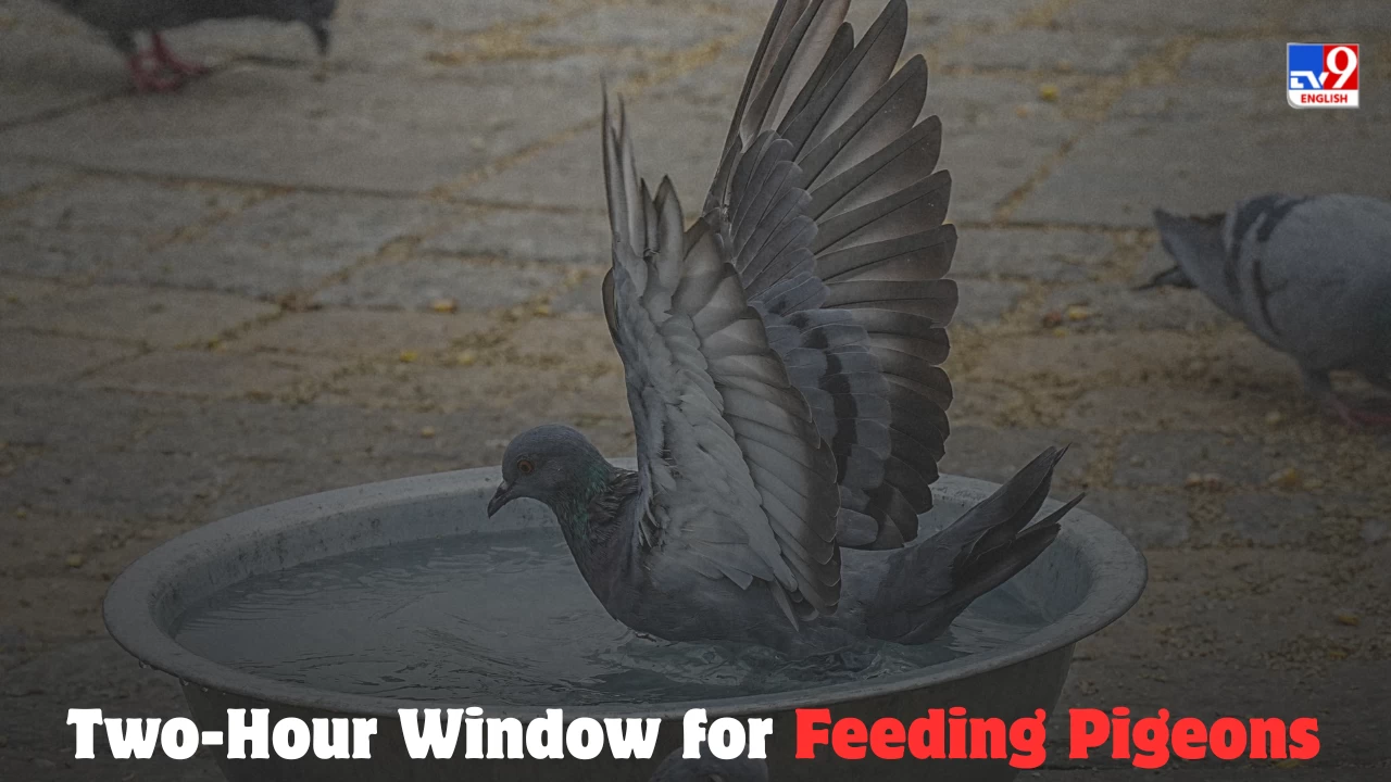 BMC introduces time-bound, supervised pigeon-feeding at four Mumbai locations in a bid to balance religious tradition with public health.