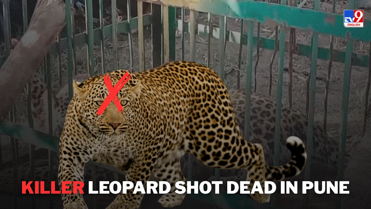 Leopard behind three deaths in Pune shot dead after massive protest.