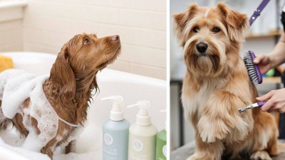 Dog grooming errors that could harm your pet’s skin and coat