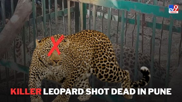 Leopard behind three deaths in Pune shot dead after massive protest.