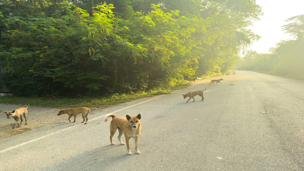The apex court said that allowing the return of stray dogs at the same place after sterilisation would “frustrate the very purpose” of securing such premises and addressing public safety concerns. (Akaradech Pramoonsin/Moment/Getty Images)