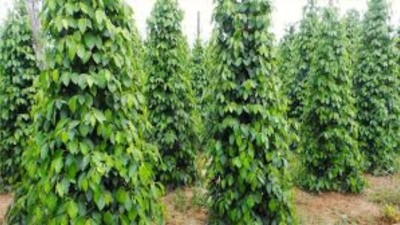 Pepper prices in Kerala drops to less than Rs 650 per kilogram 