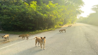 The apex court said that allowing the return of stray dogs at the same place after sterilisation would “frustrate the very purpose” of securing such premises and addressing public safety concerns. (Akaradech Pramoonsin/Moment/Getty Images)