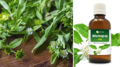 Bhringraj: Ancient Ayurvedic herb to reverse premature hair greying