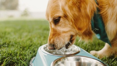 Surprising ways to boost your dog’s water intake in winter

