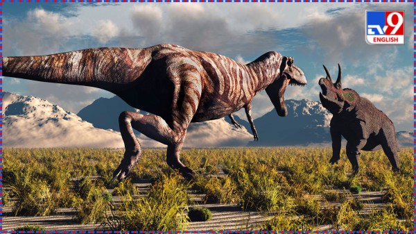 Illustration of a fight between a tyrannosaur and a Triceratops. 