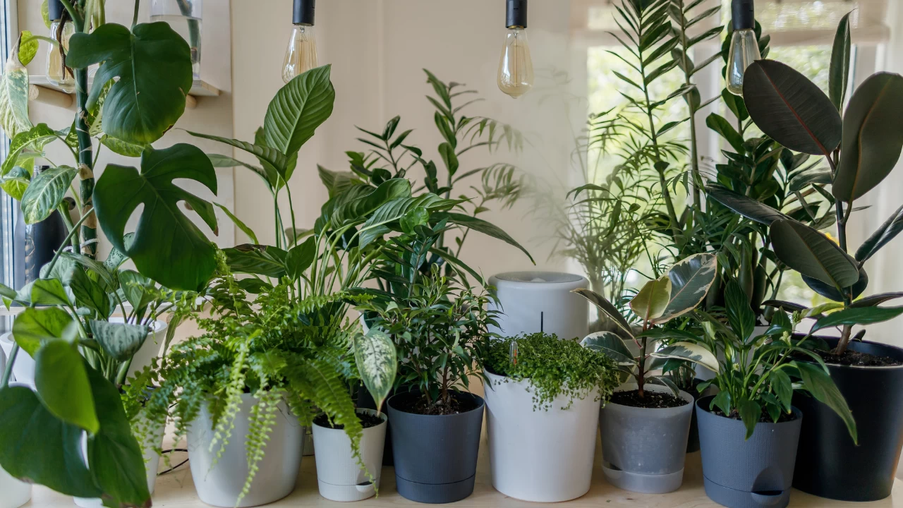 Best indoor plants that survive without sunlight this winter

