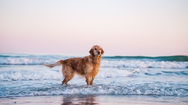 pet-friendly_destinations_(1)