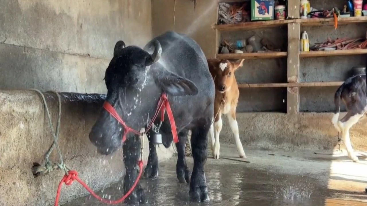 On January 24, 2025, 'Radha's name was entered in the India Book of Records. (Photo: TV9 Network)