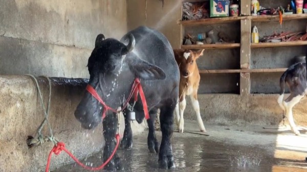 On January 24, 2025, 'Radha's name was entered in the India Book of Records. (Photo: TV9 Network)