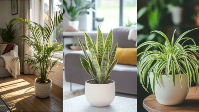 Top plants for clean air (Photo: Frepik)