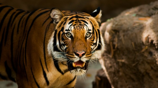 The Forest Department has revealed that most of the videos shared by people have been created with the help of Artificial Intelligence (AI). (Photo credit: Unsplash)