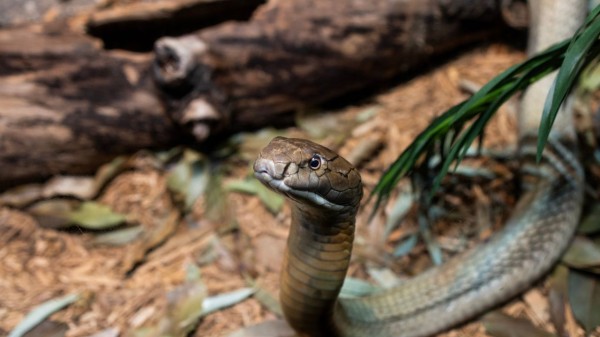 Snake bite cases are increasing in Karnataka 