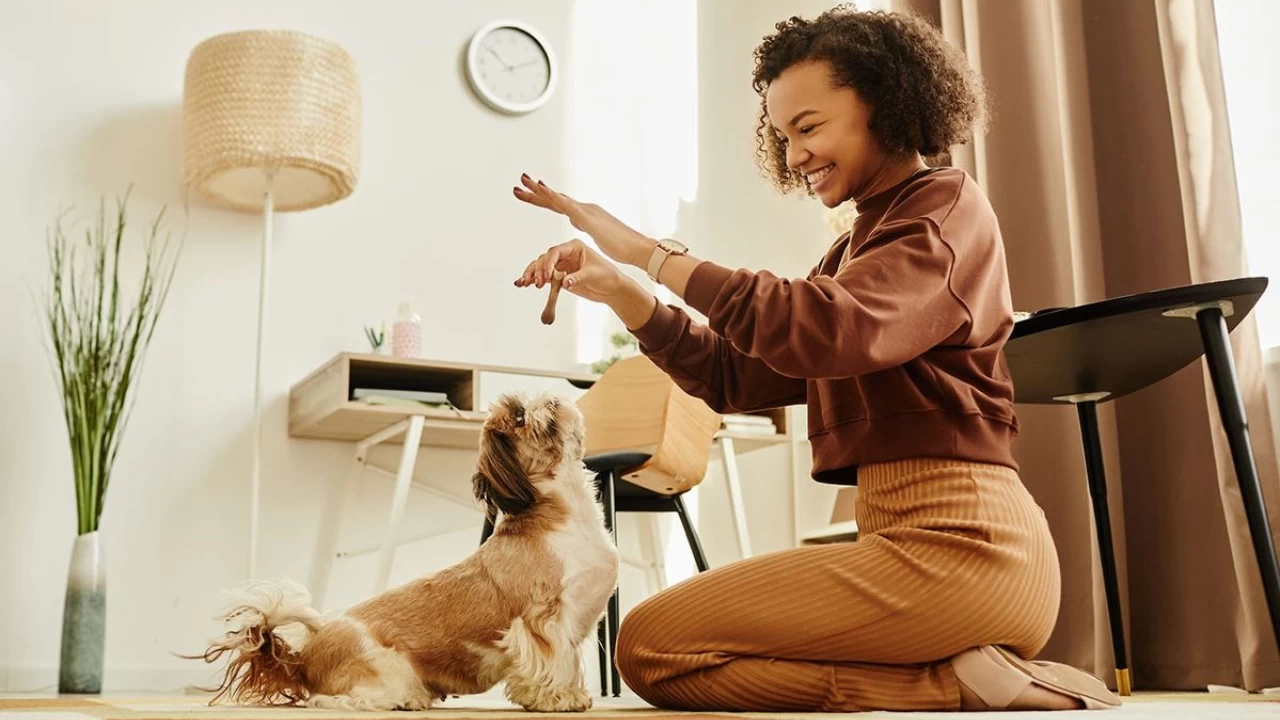 Simple tricks to boost your pet’s indoor activity levels this winter

