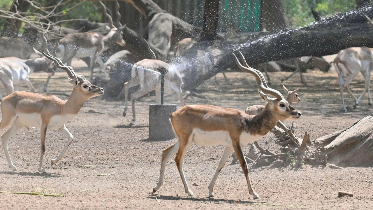 30 blackbucks died in a zoo in Karnataka&#039;s Belagavi (Image used for representation only) 
