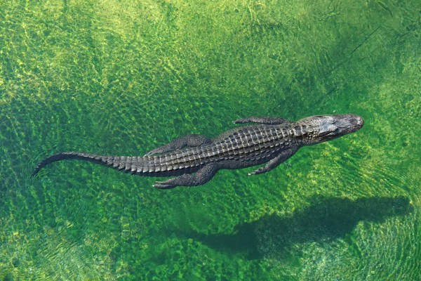 Crocodiles became more streamlined as they adapted to water. 