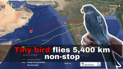 Manipur’s_sky_hero_Apapang_beats_all_odds,_crosses_Arabian_Sea_in_5_days