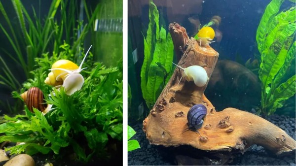 _Nerite_Snails