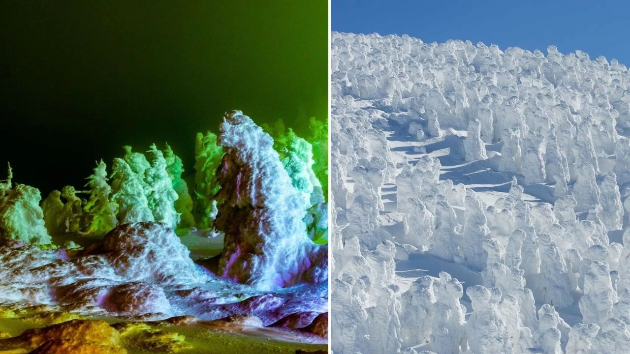 Japan&#039;s snow monster, also known as juhyo, is the biggest tourist attraction in the winter season.