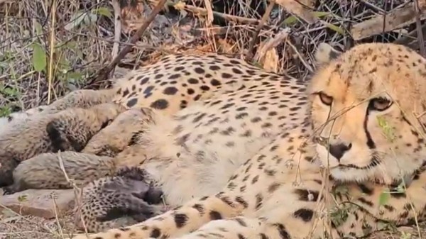 Cheetah Mukhi with her cubs in Kuno National Park in Madhya Pradesh 