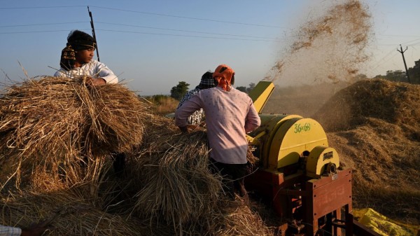 Farmers had been demanding for long that crop destruction due to animal attack and flooding of fields be covered under the PM Fasal Bima Yojana (Representative image) 