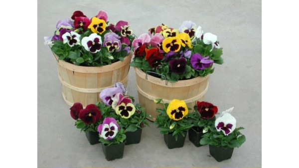 _Pansy_(Viola_×_wittrockiana)