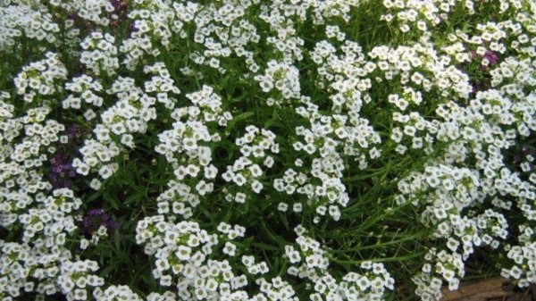 _Sweet_Alyssum_(Lobularia_maritima)