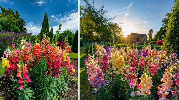 Snapdragon_(Antirrhinum_majus)