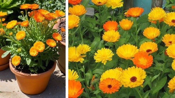 Calendula_(Pot_Marigold)