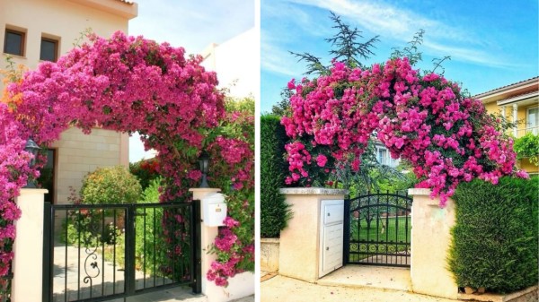 Bougainvillea