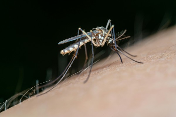 Dengue’s symptoms are notorious—piercing pain in joints and muscles, intense fever, exhaustion.