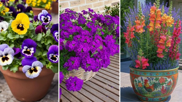 Add colours to balconies with winter flowers that bloom beautifully
