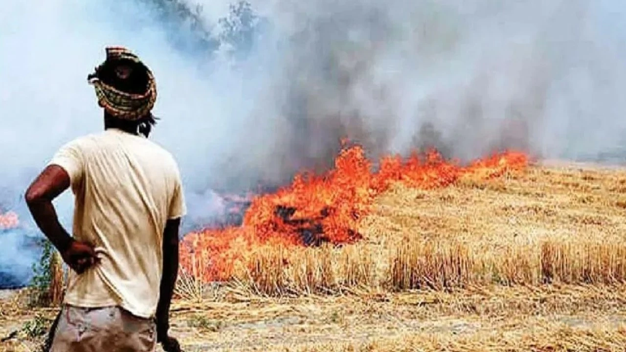 This year, states like Punjab and Haryana reported lower stubble burning compared to previous years.