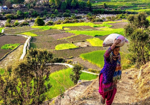 Women_in_Uttarakhand_field