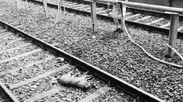 Dog dies after biting into a bomb from garbage dump. 