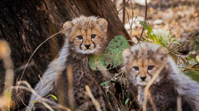 Two cheetah cubs along with an adult female cheetah were released into the wild. One cub was found dead the next day (Image for representation only) 