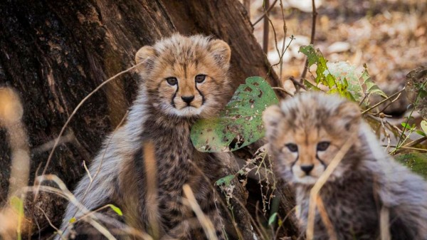Two cheetah cubs along with an adult female cheetah were released into the wild. One cub was found dead the next day (Image for representation only) 