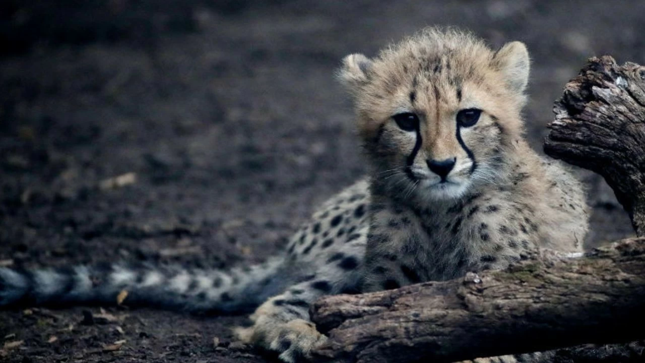 Another cheetah cub has died in Gwalior after being hit by a speeding vehicle on the Agra-Mumbai National Highway (Picture for representation only)