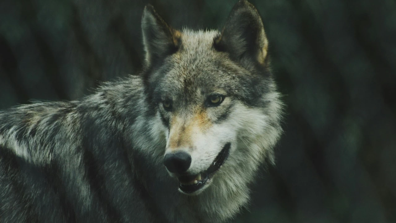 Bahraich has recently witnessed a spate of wolf attacks. (Photo credit: Unsplash)